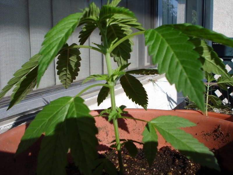 plant005.jpg