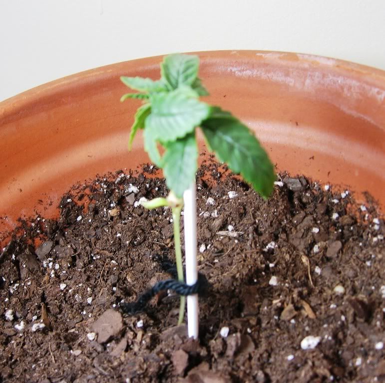 Plant_4.jpg