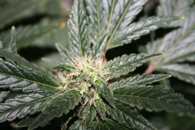 Day44Flowering009.jpg
