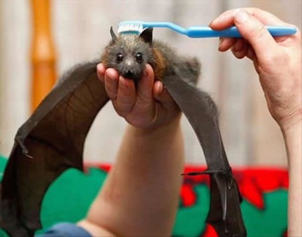 Pet+Bat.jpg