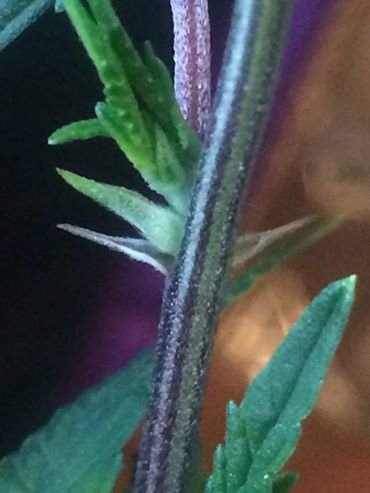Preflower_Girl_Scout_Cookies.jpg