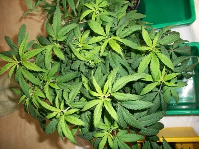 4-22-11015.jpg