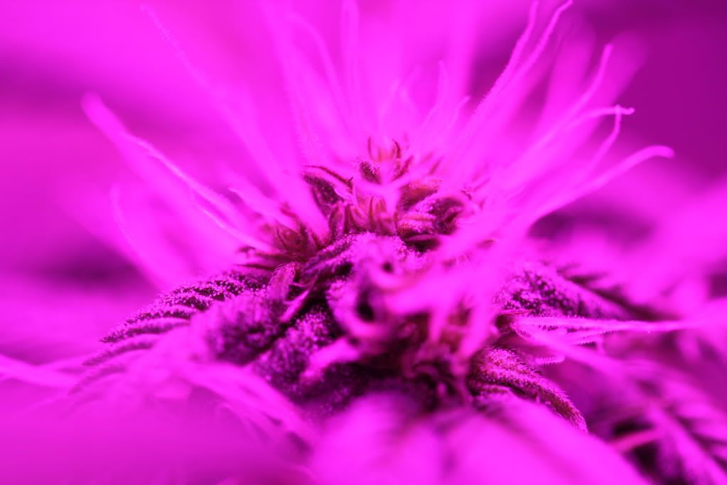 IMG_3673.jpg