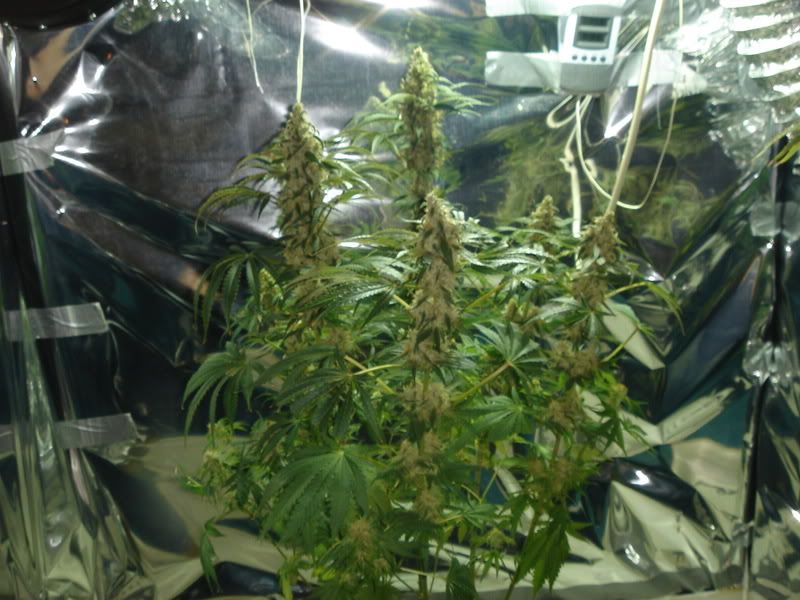 beforeharvest008.jpg