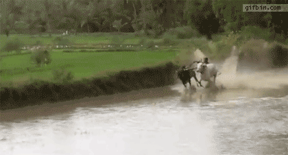 gifs_19.gif