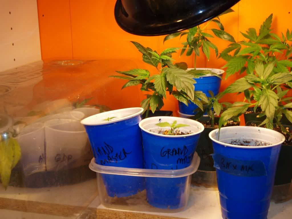 veg2_1024x768.jpg