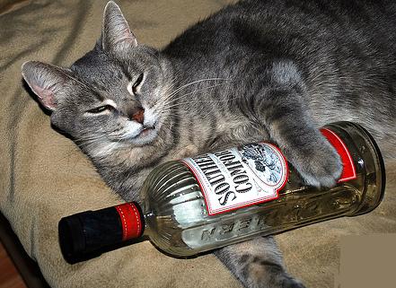 cat+and+liquor.jpg