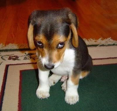 sadpuppy.jpg