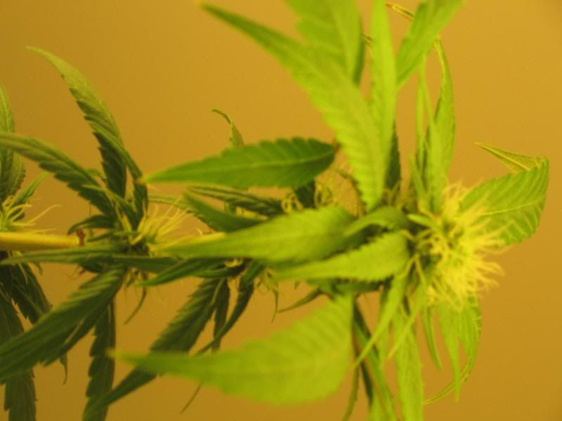 PLANTBUD.jpg