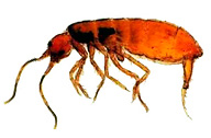 springtail1.jpg