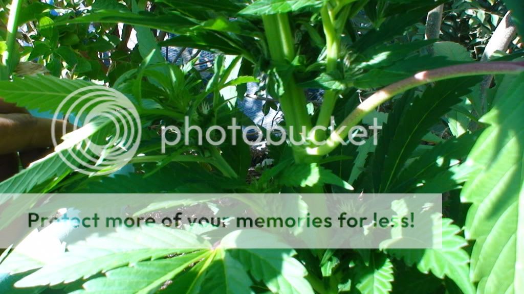 DSC00568.jpg