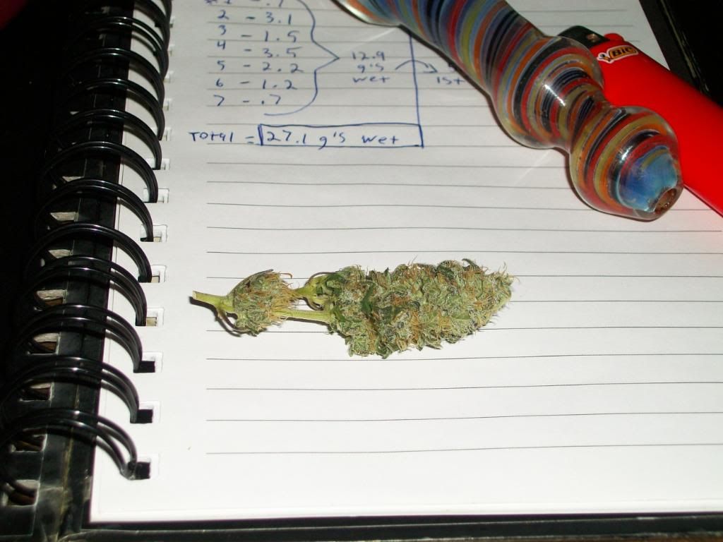 Harvest1Dry8.jpg