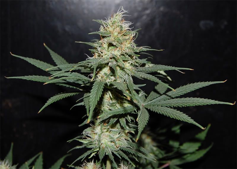 sour_cola.jpg