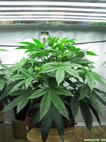 sour_kush2.jpg