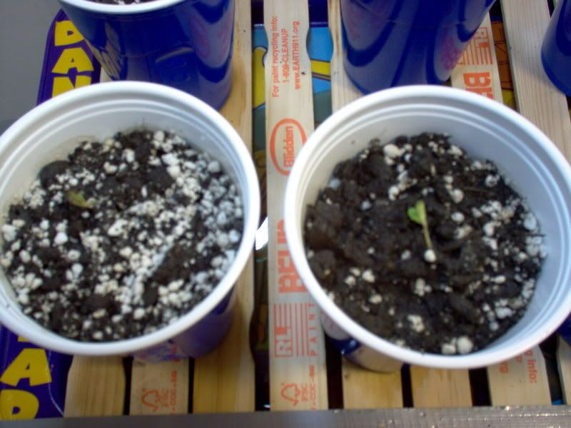 0016Sprouts.jpg