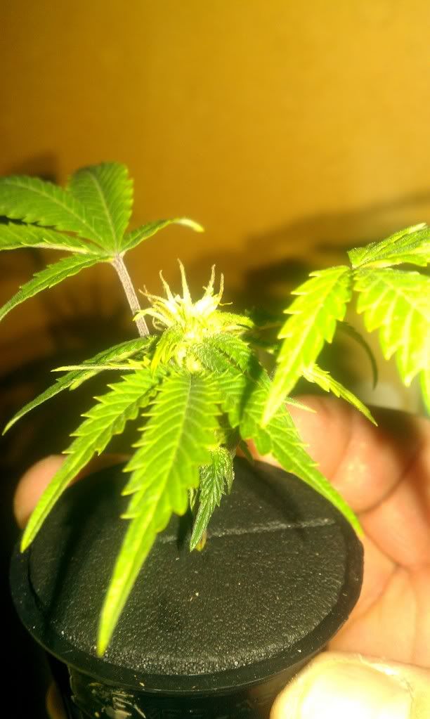 IMAG0304.jpg