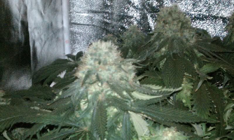 IMAG0442.jpg