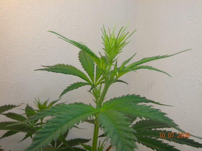 DSCN5550.jpg