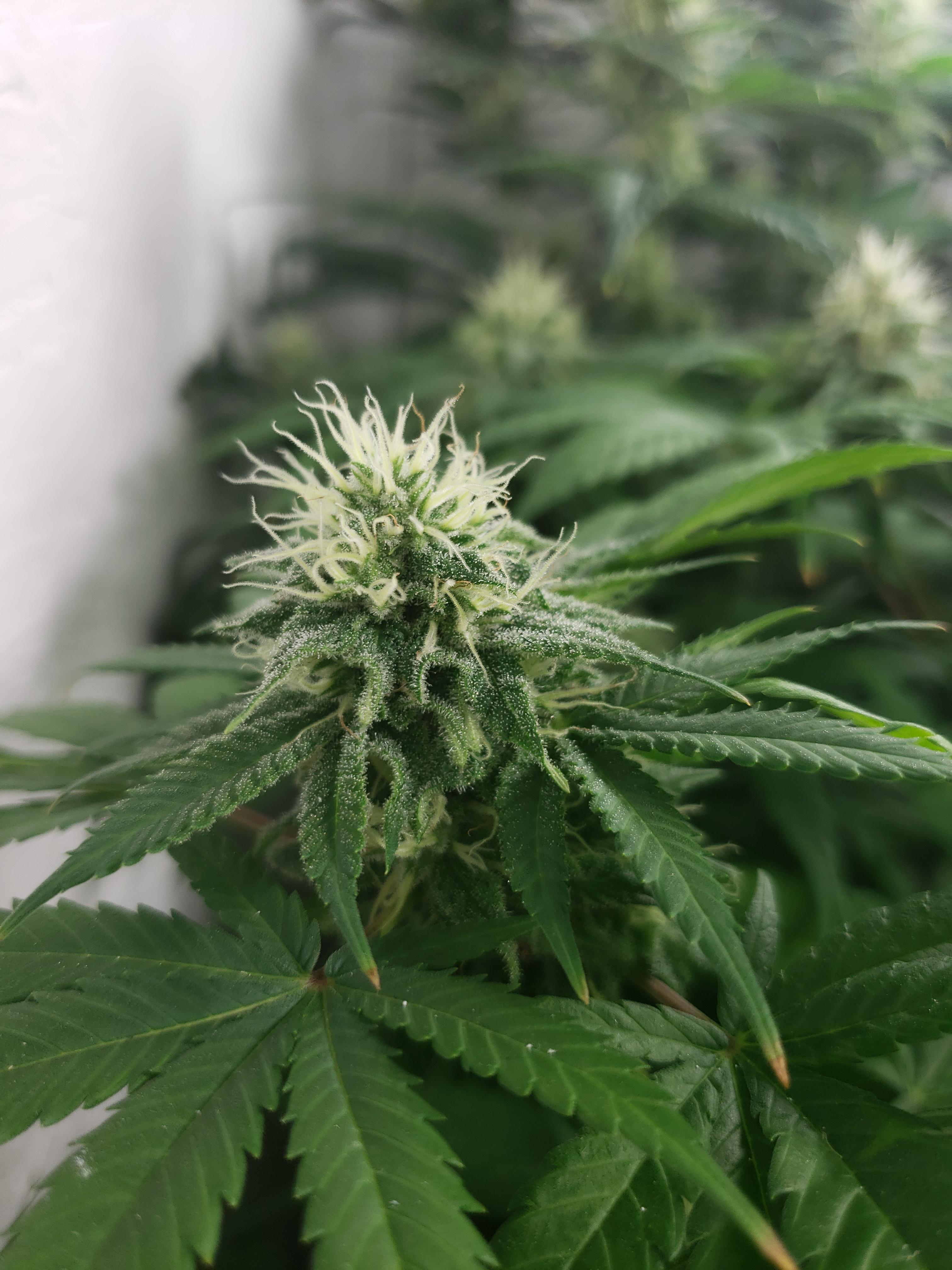 First grow, about 6 weeks into flowering&hellip; Is this right