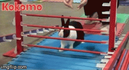 6uIwYFK.gif