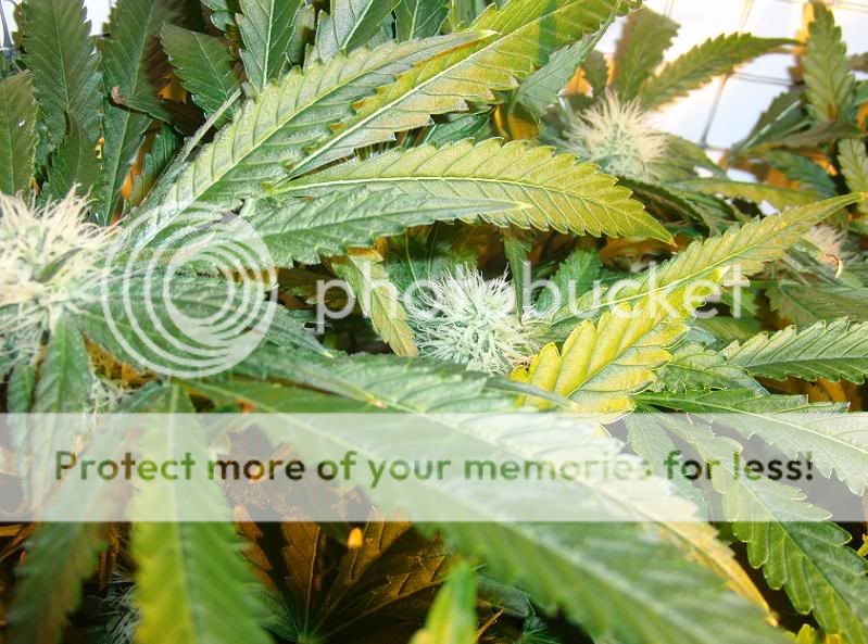 Week12Bud2.jpg