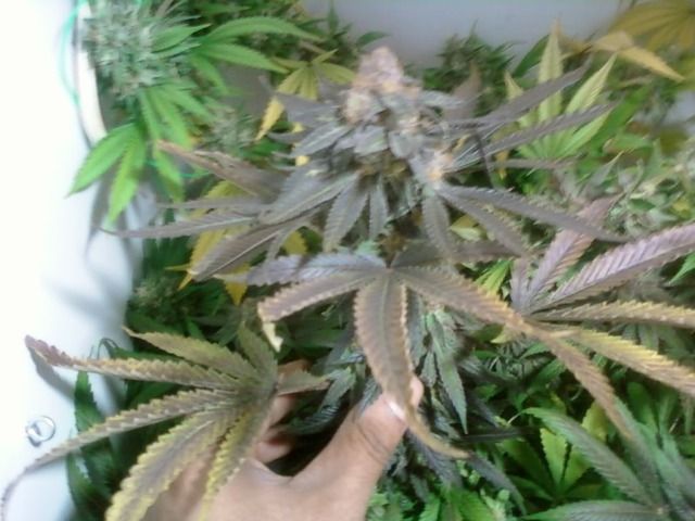 purp3.jpg
