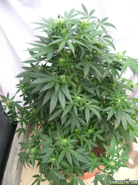 BB_CC_Grow_Update_Sep_13_13_.jpg