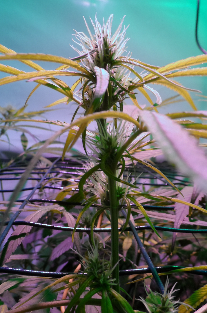 Day_42_flip_flower7.png