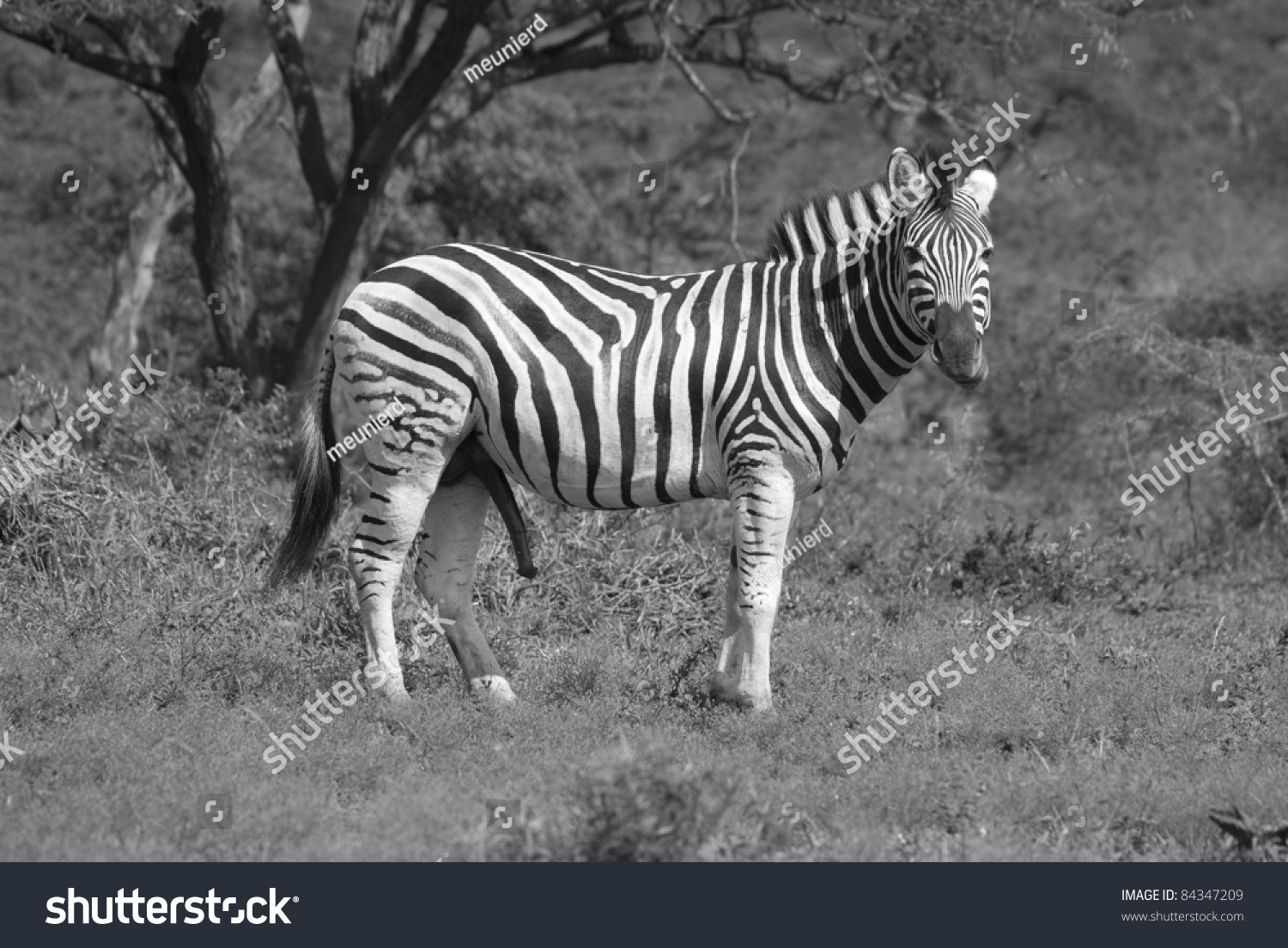 stock-photo-funny-male-zebra-with-large-penis-84347209.jpg