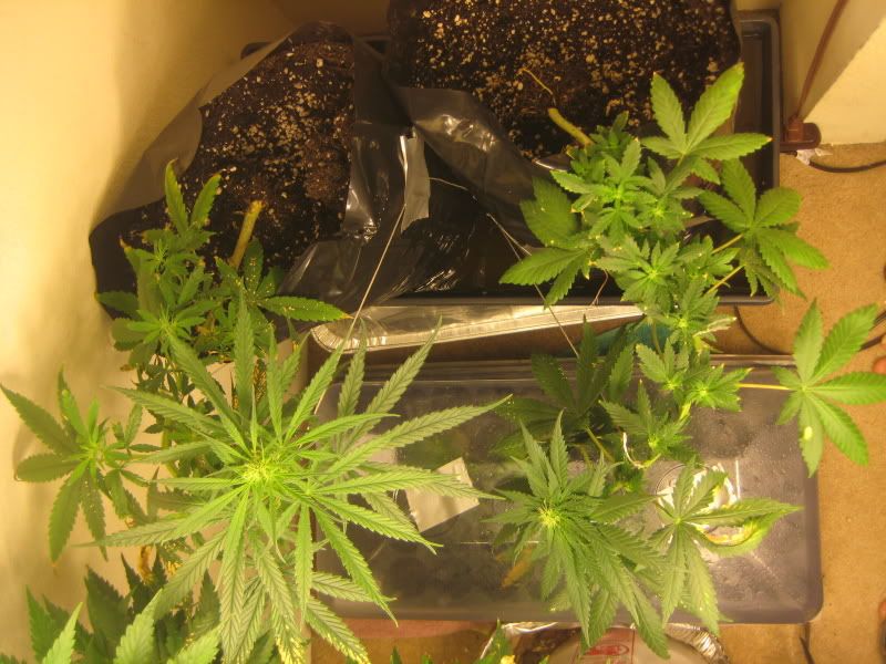 Copyofplants374.jpg