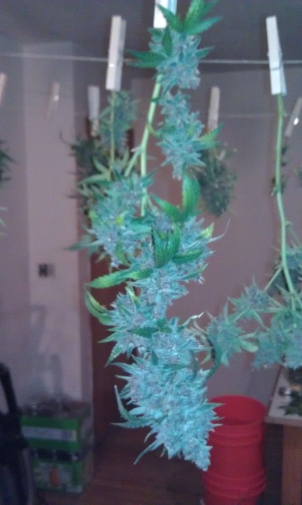IMAG0156.jpg