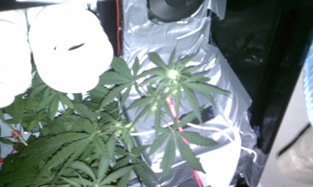 IMAG0046.jpg