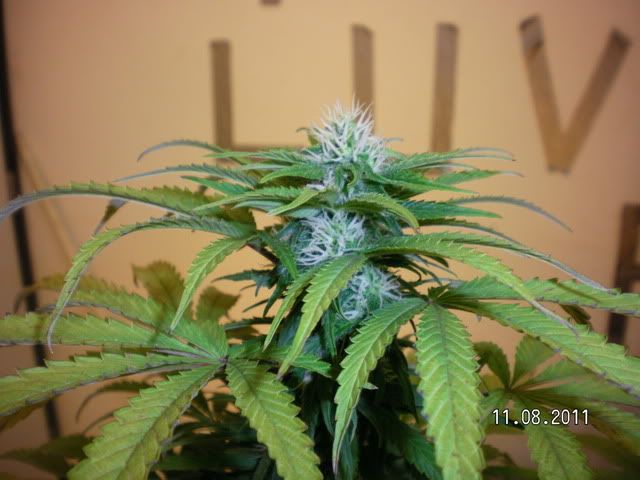 NOVEMBER_2011003.jpg