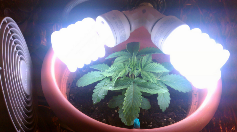 plants11.png