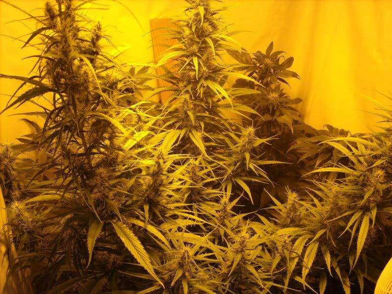 plants16012.jpg