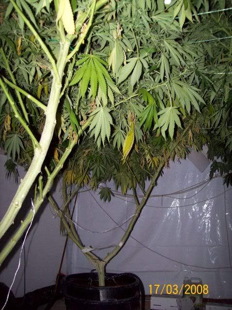 Plants102.jpg