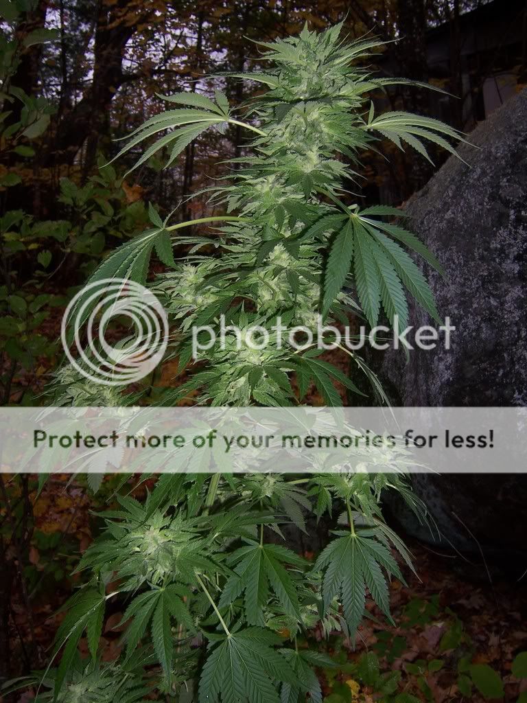 sativa.jpg