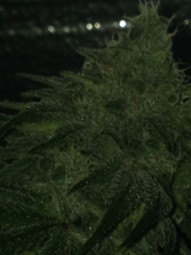 day%2056%20og%20gth%20close_zps9sr2qcaa.jpg