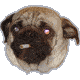 cigarettepug.gif