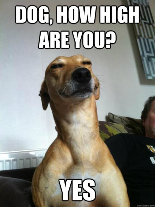 high-dog-how-high-are-you-yes.jpg