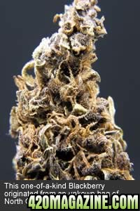 grow_purple4_2001.jpg
