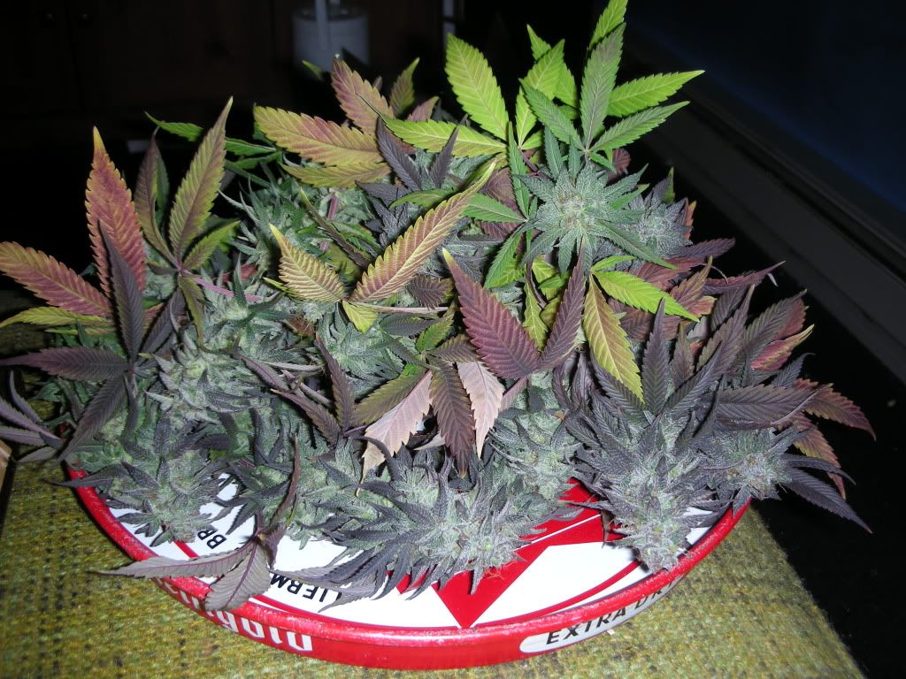 DSCN2085.jpg