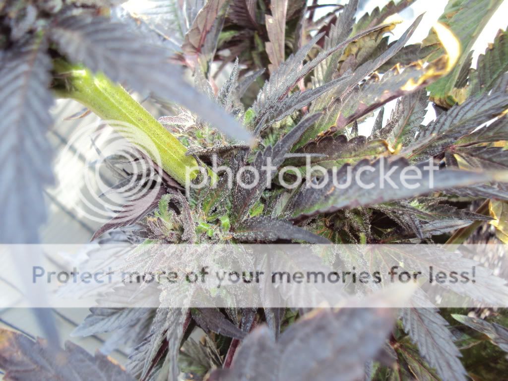 pot052.jpg