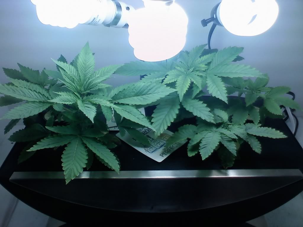 LIGHTSETUP.jpg