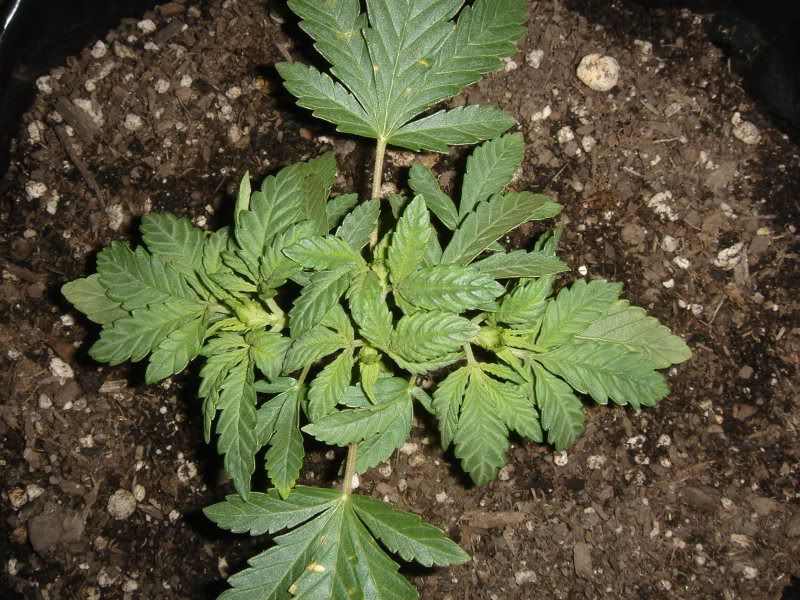 plants001.jpg