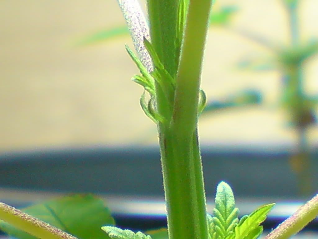 DSC00155.jpg