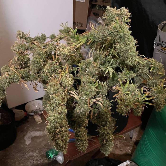 7655003_grow-journal-by-ehcndgrower_l.jpg