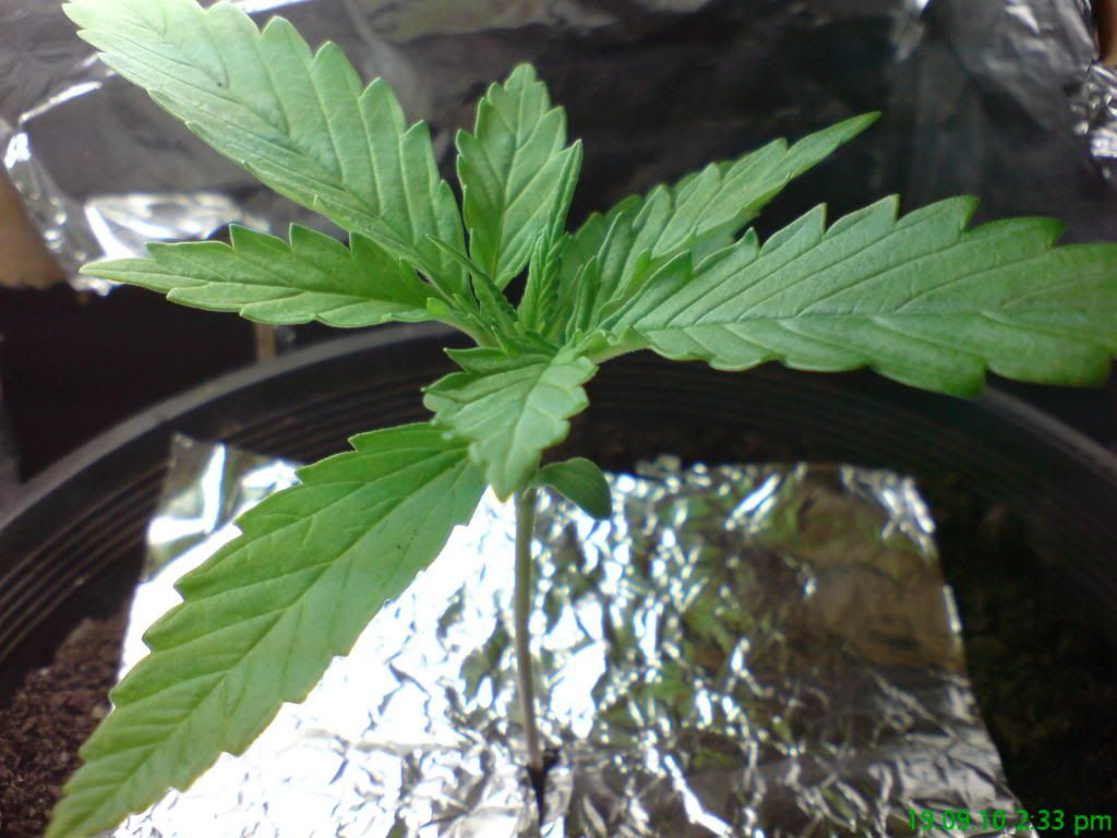 DSC00071.jpg