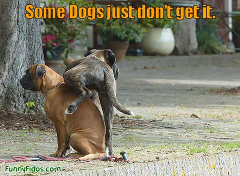 funny-dog-picture-just-dont-get-it.jpg