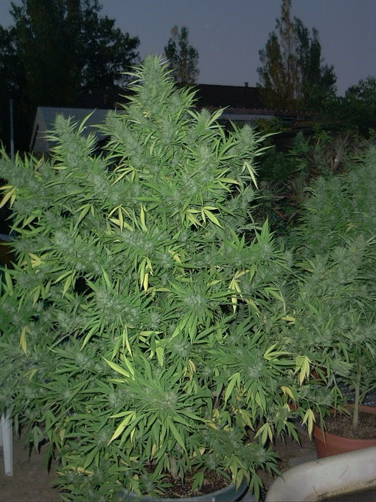 davespics072.jpg
